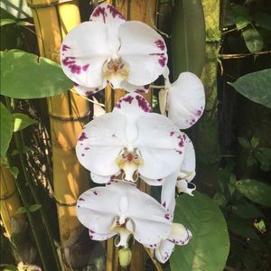 Meet your Posher, Avery